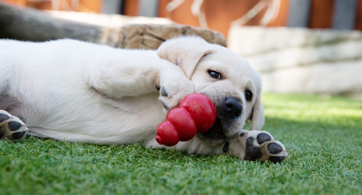 Kong labrador outlet