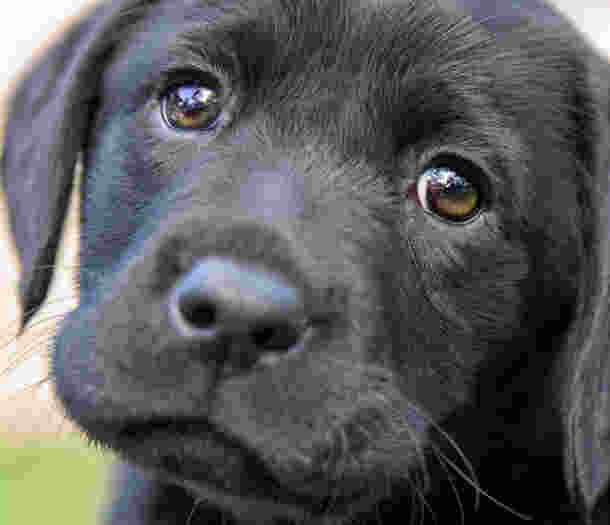 A black Labrador puppy