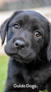 A black Labrador puppy