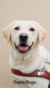 A yellow Labrador Guide Dog in harness