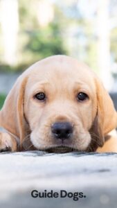 A yellow Labrador puppy