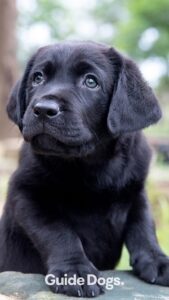 A black Labrador puppy