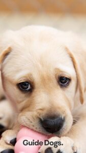 A yellow Labrador puppy chewing on a pink toy