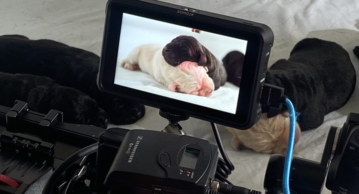 A camera filming puppies sleeping