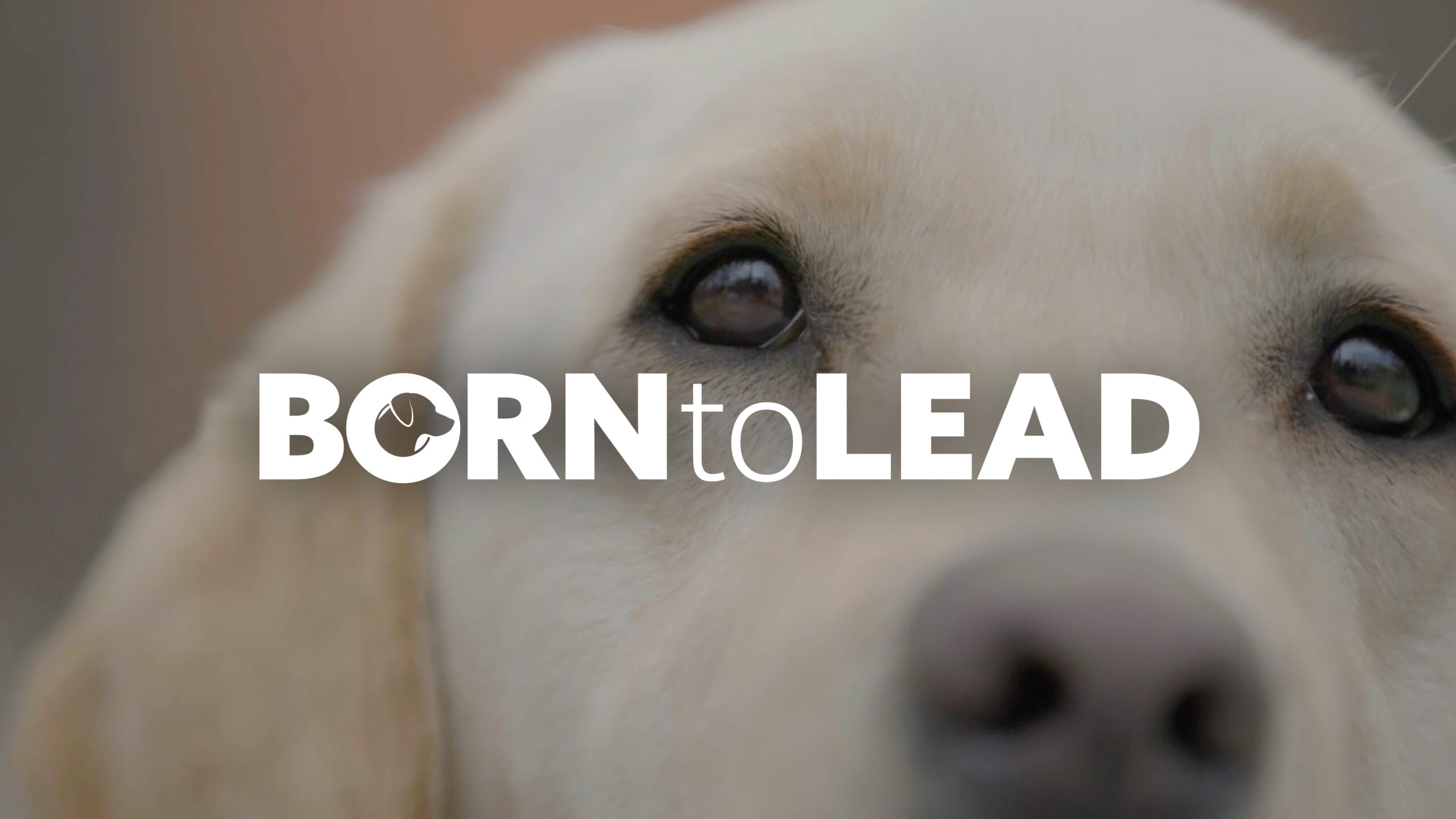 Born to Lead Guide Dogs Australia