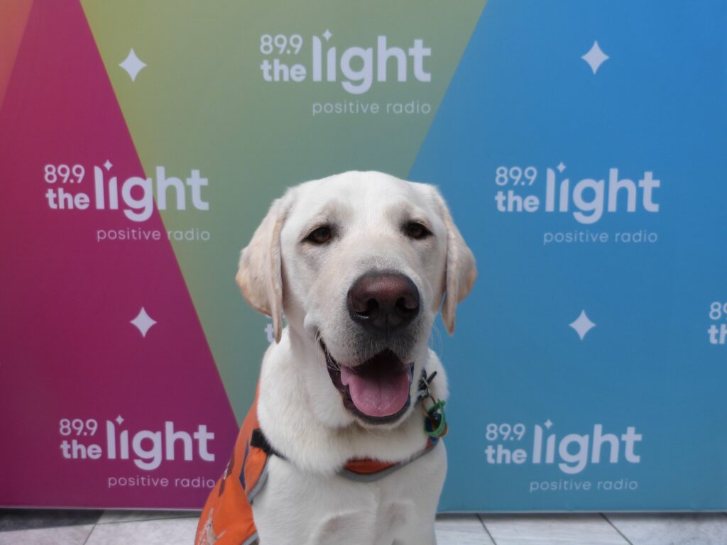 Luka, a yellow Labrador, sits in from of a Light FM media wall wearing an orange jacket