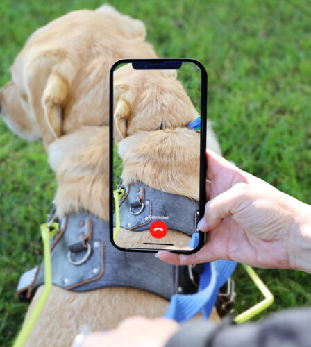 Meet us on Be My Eyes!