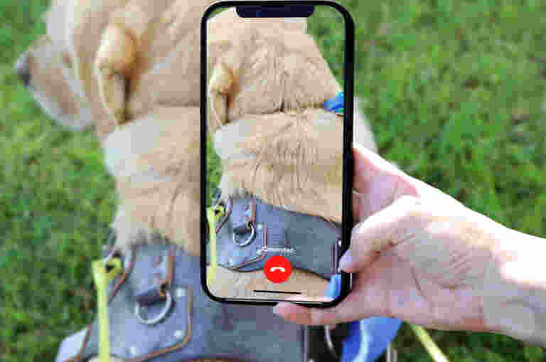 A hand holding up a smartphone which is using the Be My Eyes app to view a yellow Guide Dog in harness