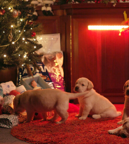 Christmas and Dogs &#8211; Keeping Your Dog Safe