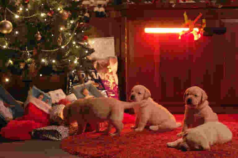 Four yellow Labrador puppies sniffing at presents under a Christmas tree.