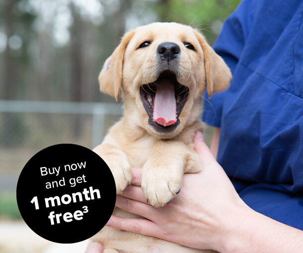 A yellow Labrador puppy yawning with a circle stamp which says 'get one month free 3.'