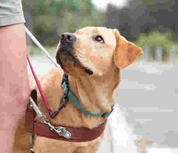 A yellow Labrador Guide Dog in harness looking up at its handler