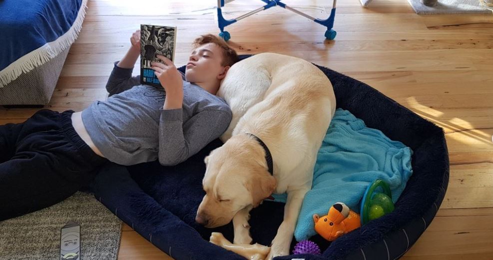 Bruno, a yellow Labrador, lying down next to Max who is reading a book.