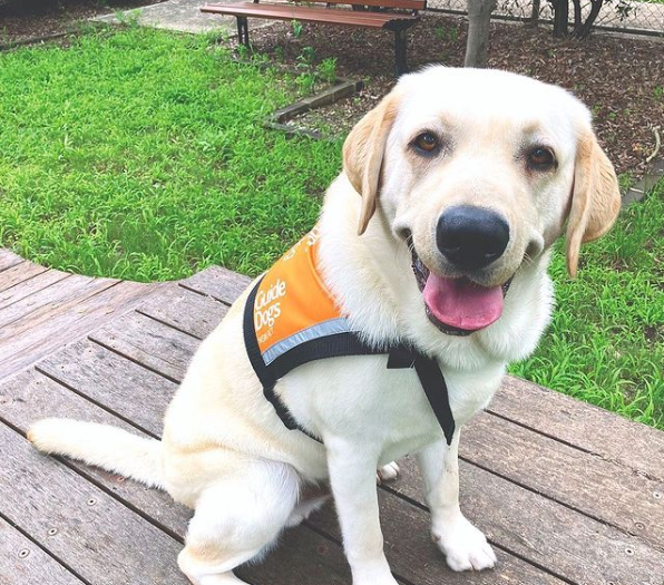 Yale, a yellow Labrador, sitting outside on a deck wearing an orange therapy dog jacket