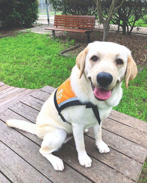 Yale, a yellow Labrador, sitting outside on a deck wearing an orange therapy dog jacket