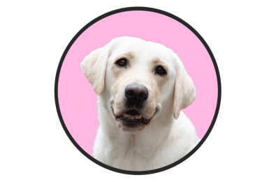 Guide Dogs NSW/ACT – Daisy Circle