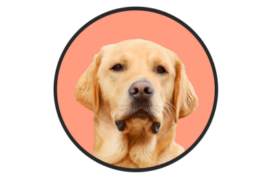 Guide Dogs Queensland – Friends for Life