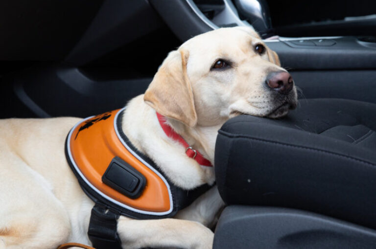 International Guide Dog Day 2025