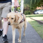 A yellow Guide Dog in harness walking with its Handler.