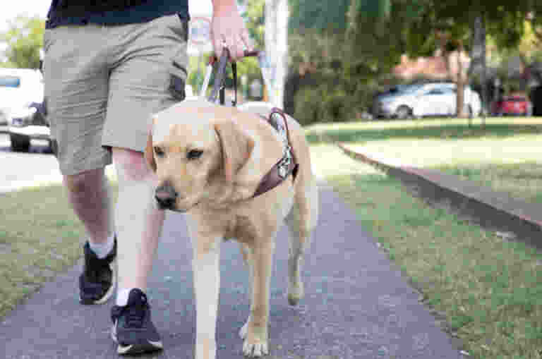 A yellow Guide Dog in harness walking with its Handler.