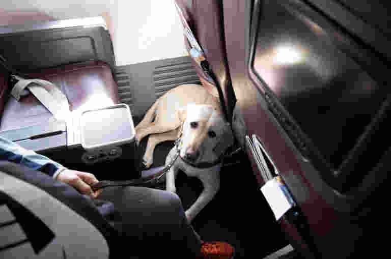 Image of yellow labrador Guide Dog sitting on the floor in a plane