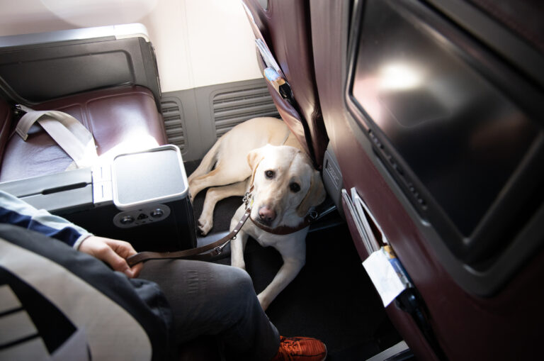 Virgin Australia Pets in Cabins trial