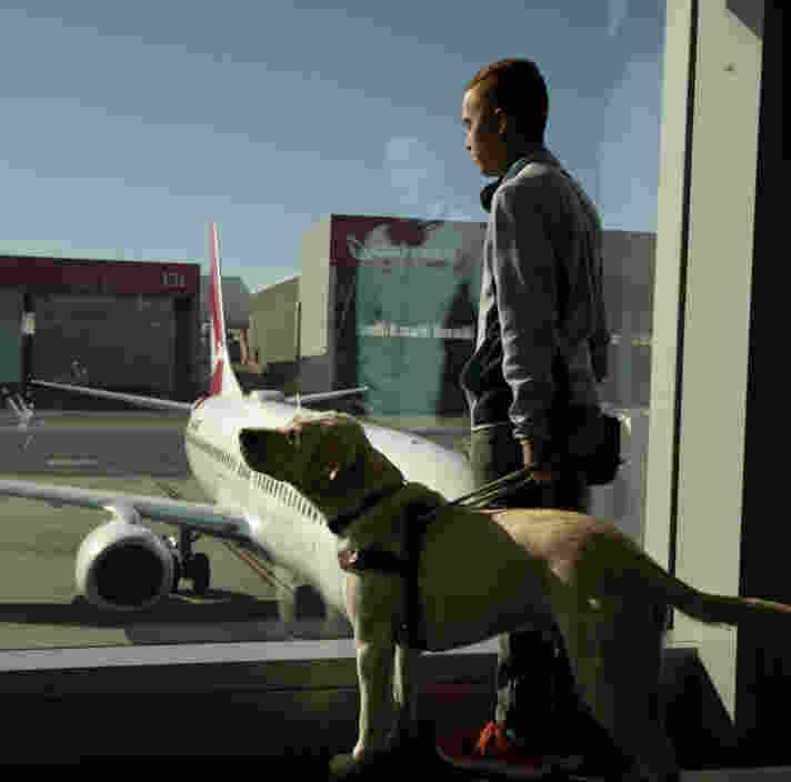 A handler and a yellow Guide Dog in harness look out a window at a plane on the tarmac.