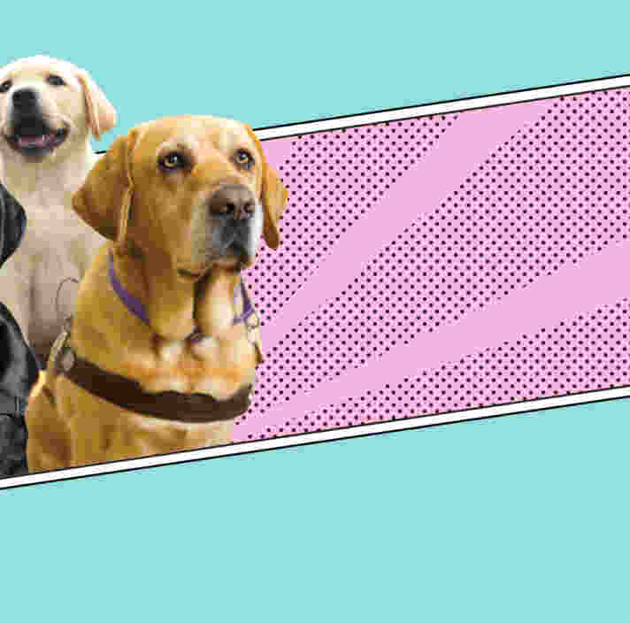 Image shows three guide dogs with a coloured graphic background reminiscent of comic book hero style