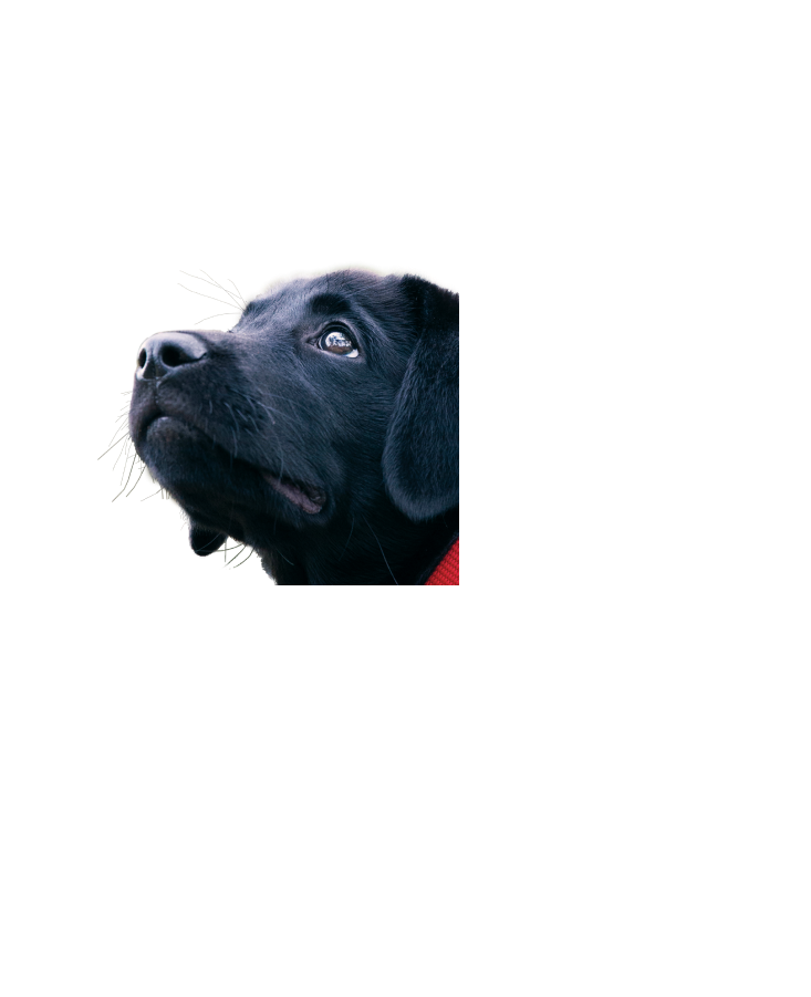 black labrador looking up and off camera