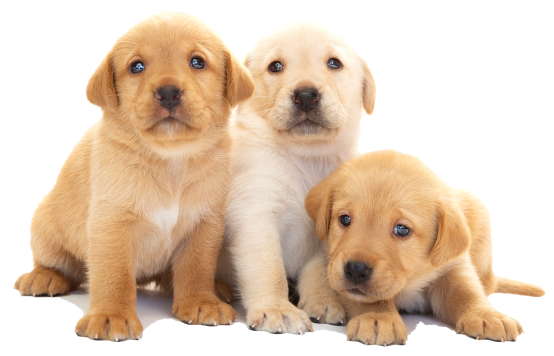 Three yellow Labrador puppies sitting together