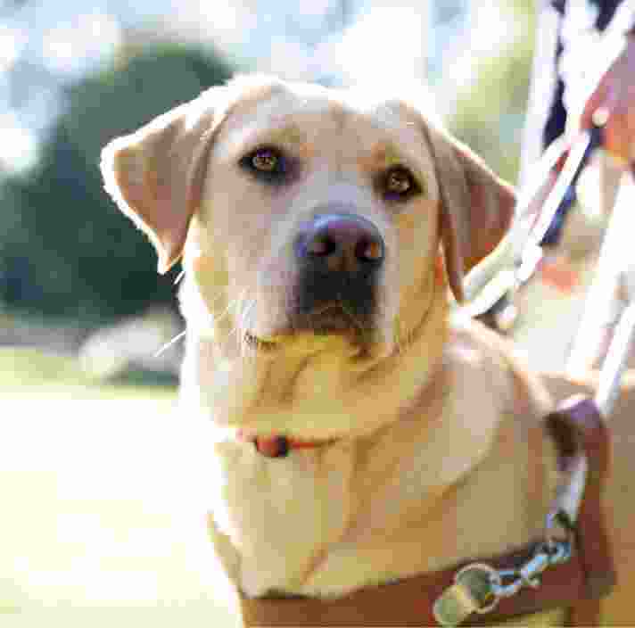 Guide Dog working in harness.