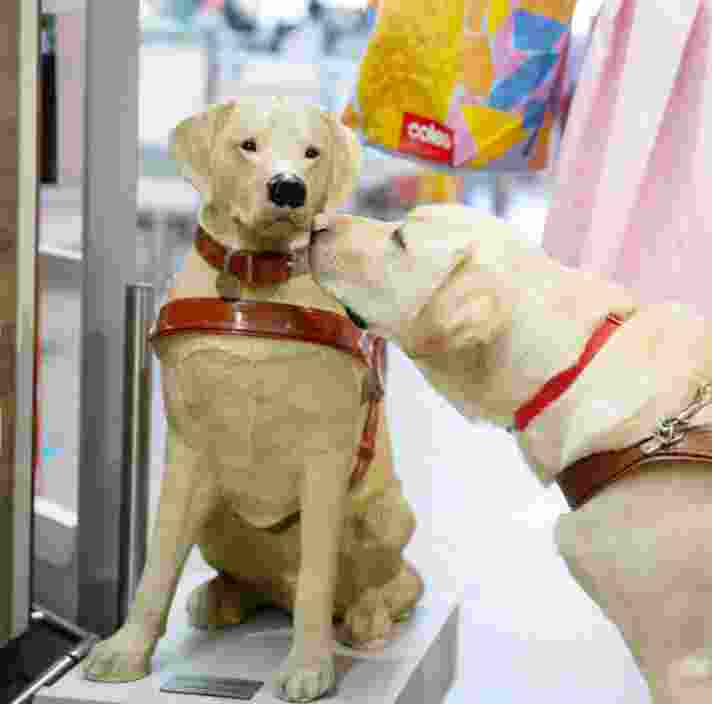 A yellow labrador Guide Dog in harness sniffing a large Guide Dogs collection dog.