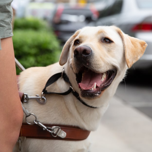 A yellow labrador Guide Dog, wearing a harness. The dog is looking up at its handler.