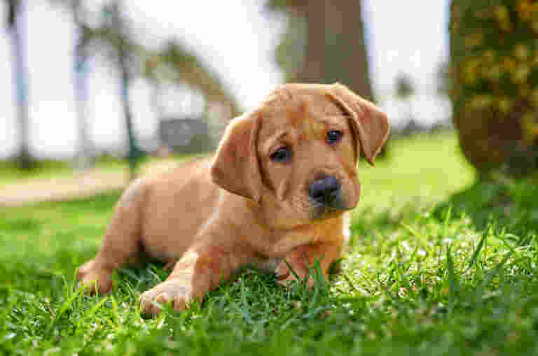 Guide dog puppy