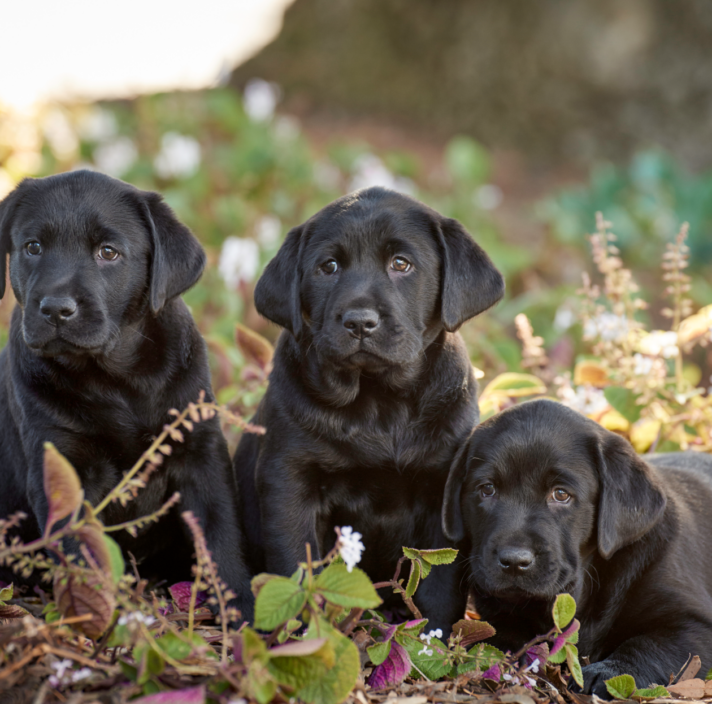 Puppy Raiser Profile: Jeanette - Guide Dogs Victoria