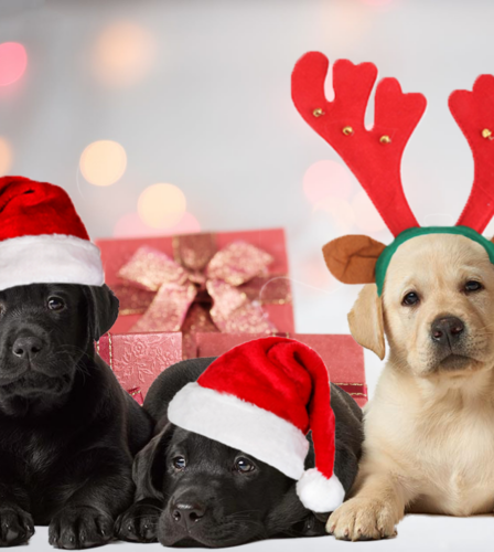 Christmas Closure 2019