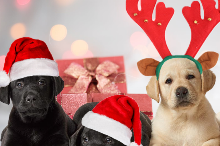 Guide Dog puppies wearing festive hats are lying down in front of wrapped presents