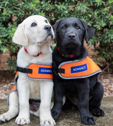 Guide Dogs ranked on the 2019 National Reputation Health Report