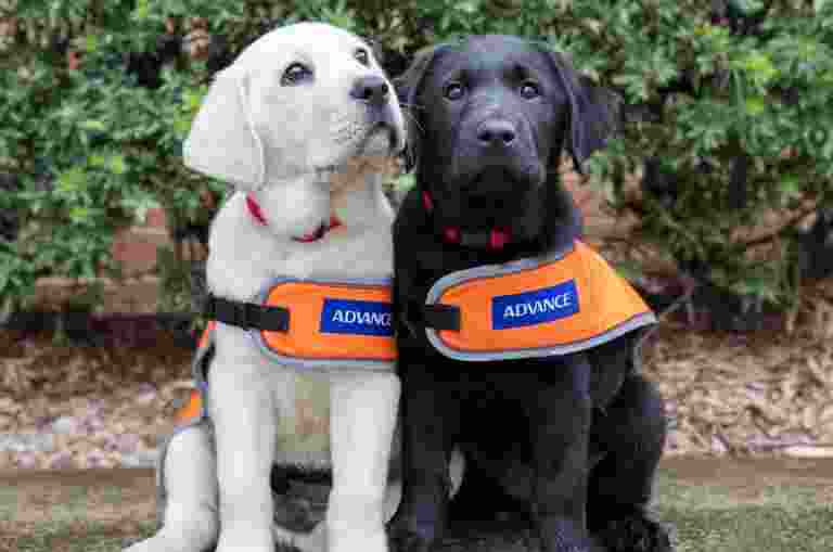 Two Guide Dog puppies are sitting together in their orange training coats. one pup is yellow and the other is black.