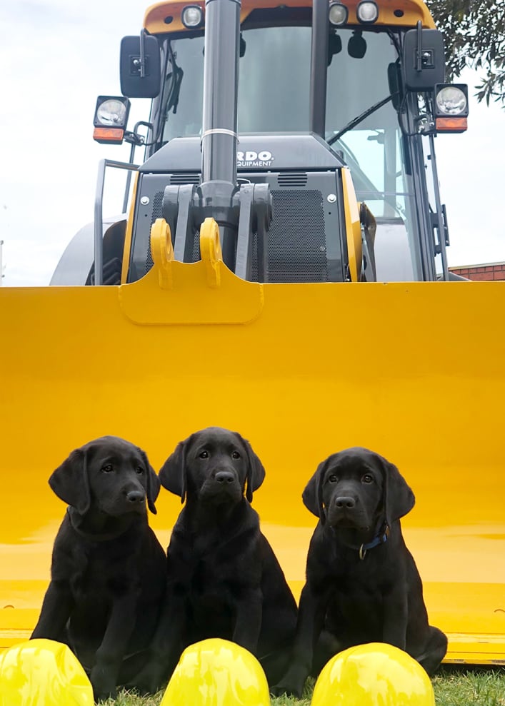 3 black labrador puppies in a tractor bucket