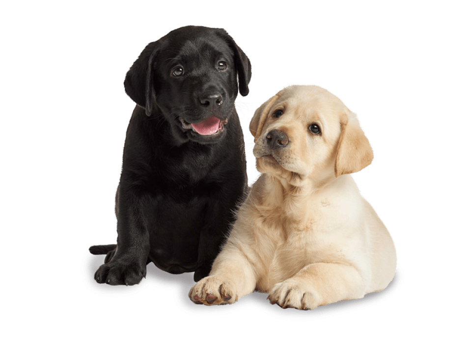 A black and a yellow Labrador puppy sitting next to each other.