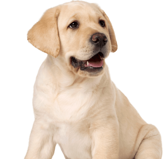 A yellow Labrador puppy