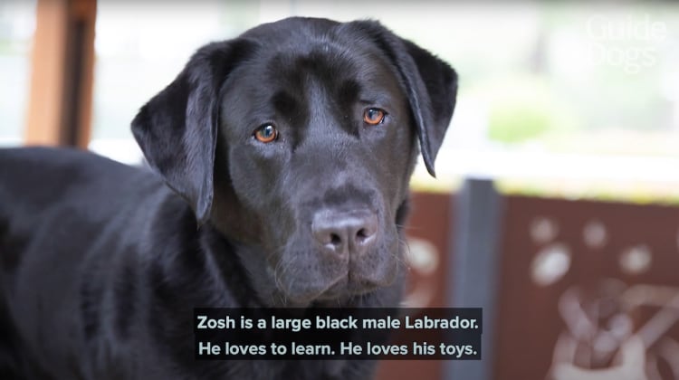 Thumbnail from a YouTube video showing a black Labrador