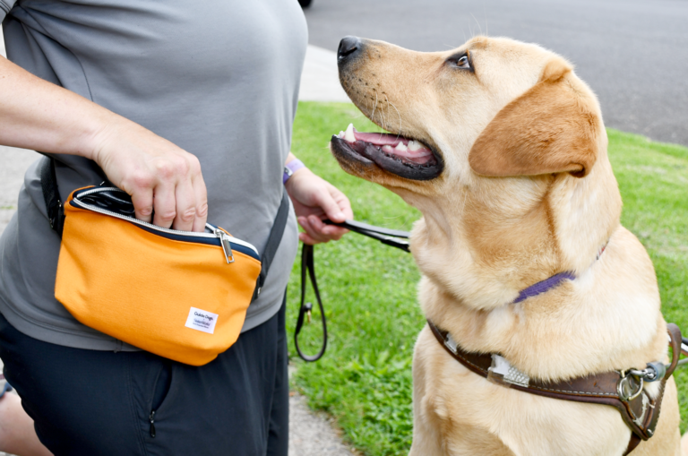 A photo of Guide Dog in Training, Hitch, looking up at his handler. The handler is reaching into a bright orange treat bag which is strapped around their waist.