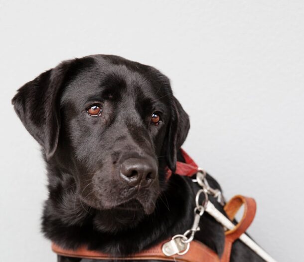 Donate To Guide Dogs Guide Dogs Victoria