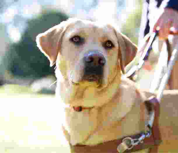 Guide Dog working in harness.