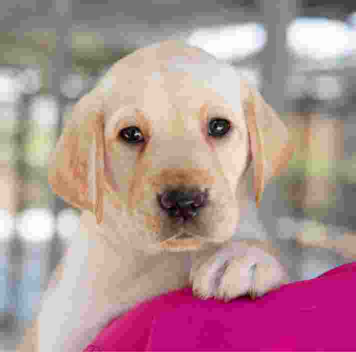 A yellow eight week old labrador puppy on the shoulder of a person. The puppy is looking at the camera.