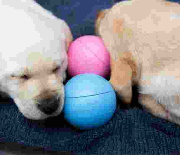 Two eight week old yellow labrador puppies asleep next to a blue and pink ball.