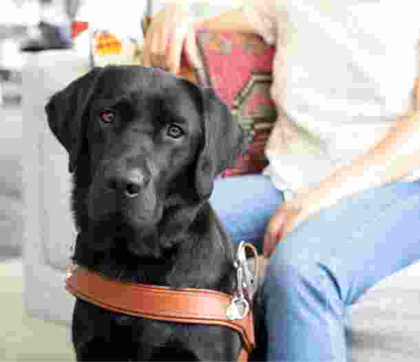 Black labrador dog in harness sitting next to its handlers leg.