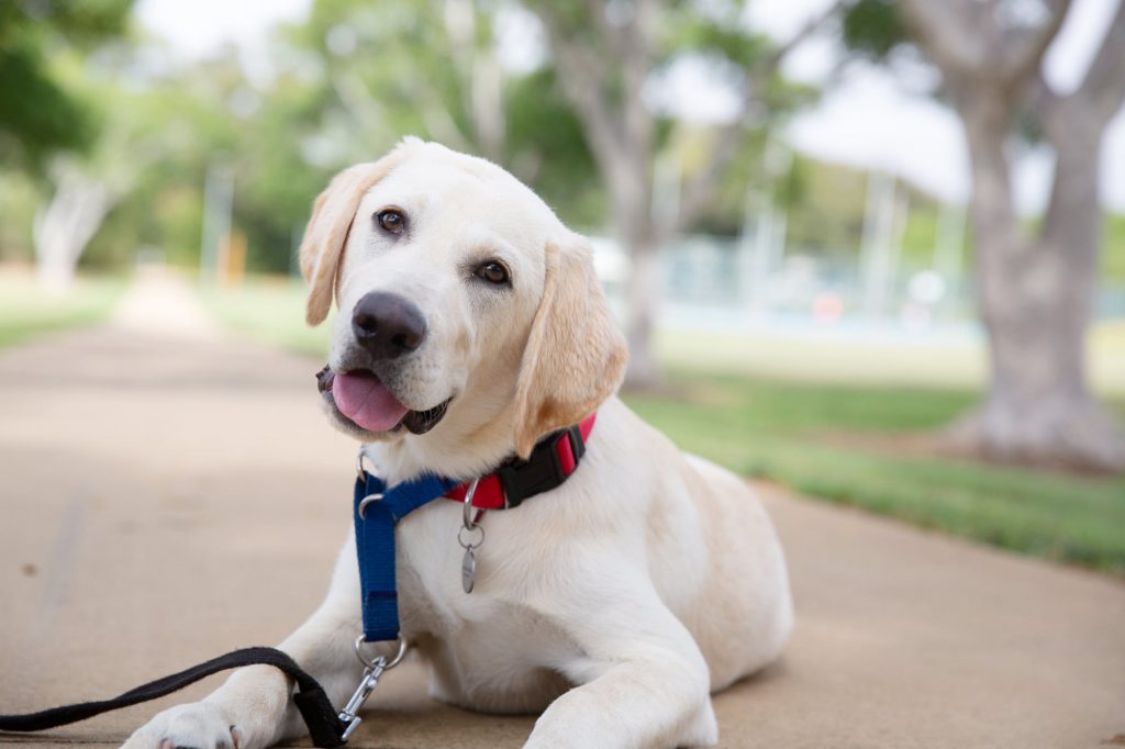 A sixteen week old yellow labrador puppy sitting outside on a footpath. The puppy is looking at the camera with its head tilted to the right.